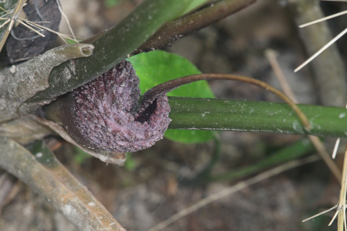 Lagenandra ovata (L.) Thwaites